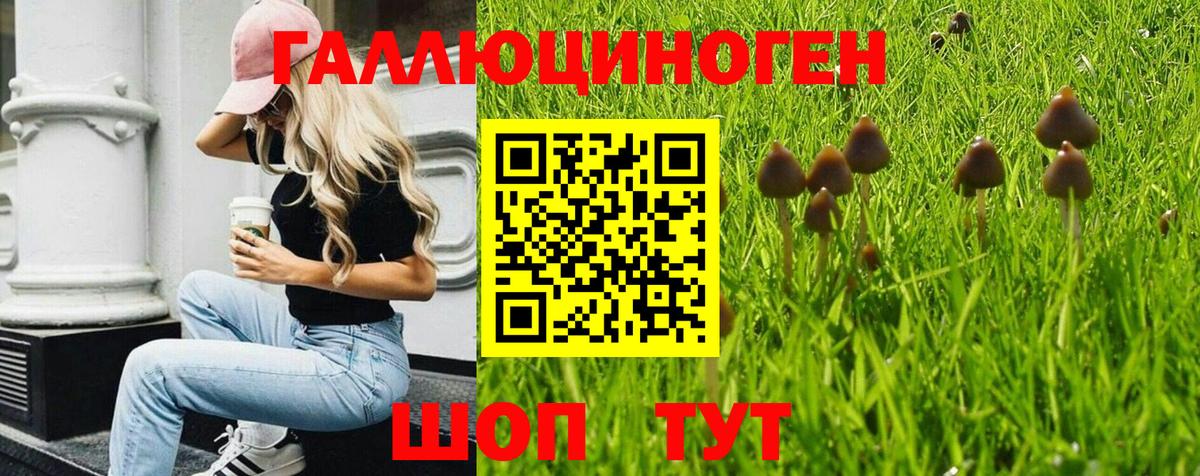 Псилоцибиновые грибы Psilocybine cubensis Стрежевой